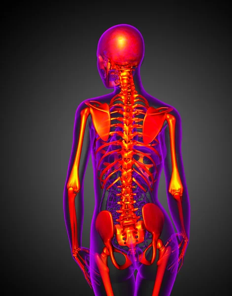 3D göra medicinsk illustration av skelettet — Stockfoto