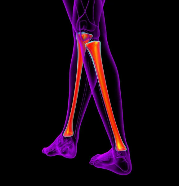 3D καθιστούν ιατρική απεικόνιση των οστών κνήμης — Φωτογραφία Αρχείου