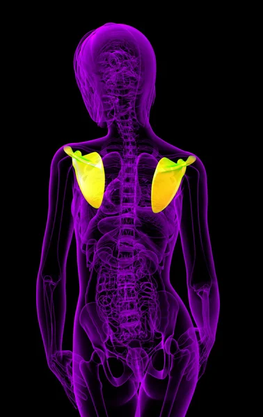 3d hacer ilustración médica del hueso de la escápula humana —  Fotos de Stock