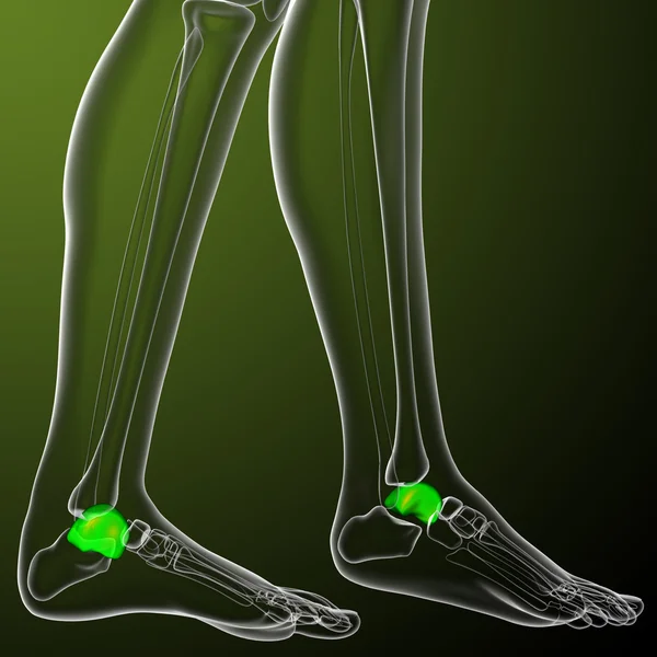 talus kemiği 3D render tıbbi çizimi 