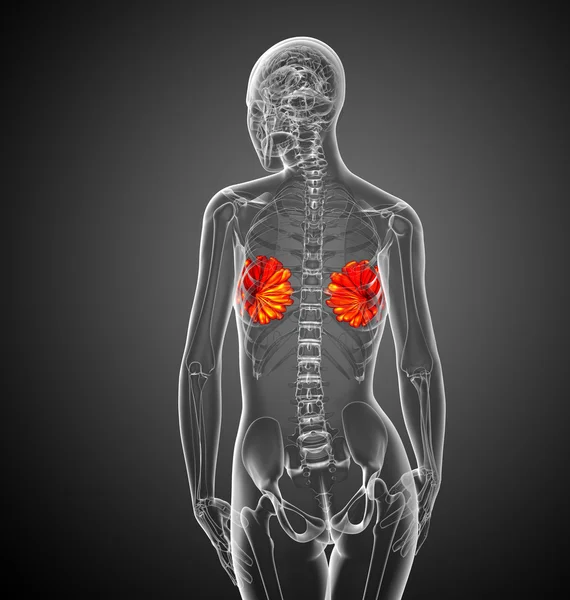 3d hacer ilustración médica de la mama humana —  Fotos de Stock