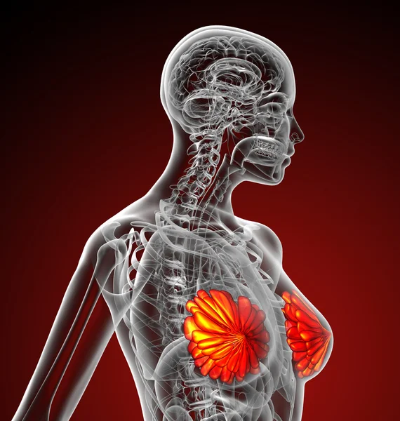 3D Darstellung der menschlichen Brust — Stockfoto