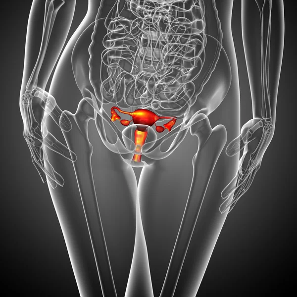 3d hacer ilustración médica del sistema reproductivo — Foto de Stock
