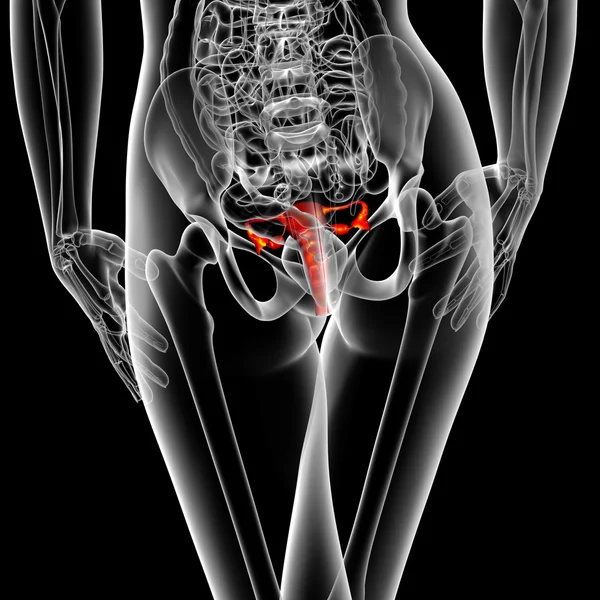 3D göra medicinsk illustration av det reproduktionssystemet — Stockfoto