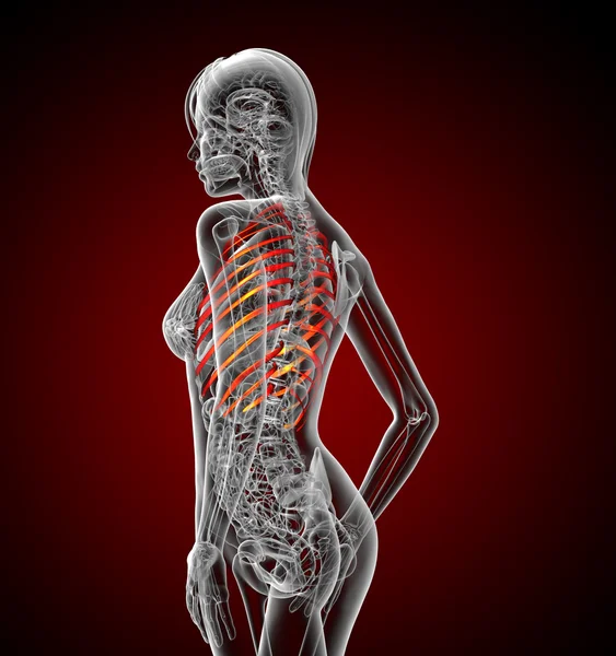 3D render medycznych ilustracja klatka piersiowa — Zdjęcie stockowe