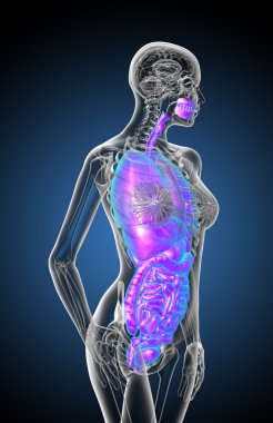 3D render Medikal illüstrasyon insan sindirim sisteminin ve