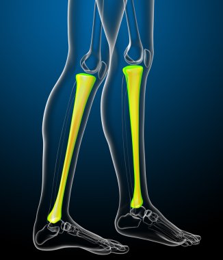 3D render Medikal illüstrasyon tibia kemik