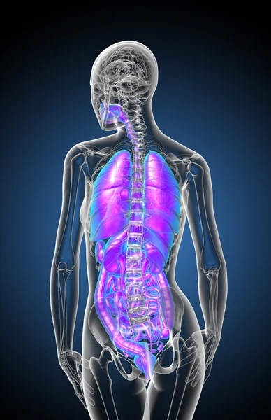 3D render medische illustratie van het menselijke spijsverteringsstelsel en — Stockfoto