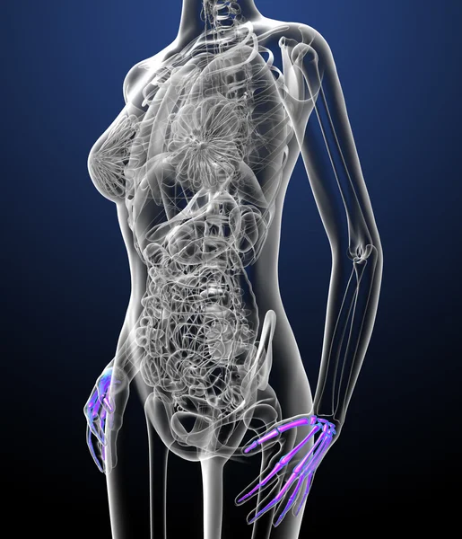 3D render ilustracja medyczny palmy — Zdjęcie stockowe