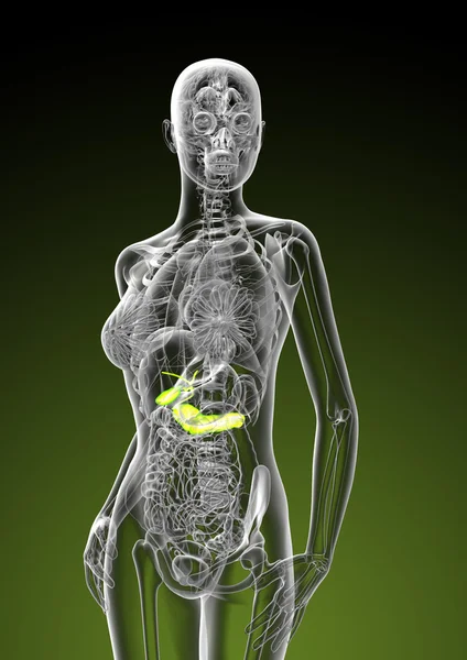 Illustration en 3D de la vésicule biliaire et du pancréas féminins — Photo