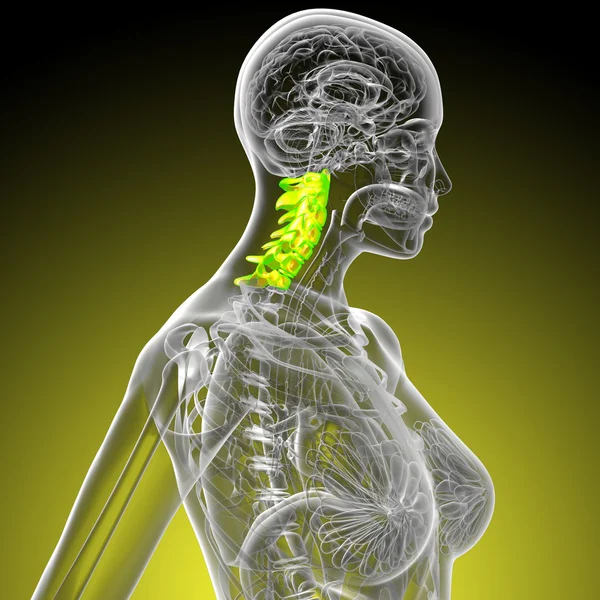 3d renderizar ilustração médica da coluna cervical — Fotografia de Stock