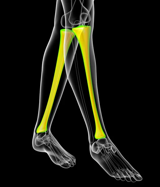 3d 렌더링 의료 일러스트 레이 션의 경골 뼈 — 스톡 사진