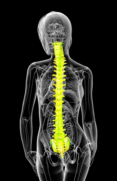 3D göra medicinsk illustration av den mänskliga ryggraden — Stockfoto