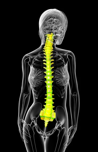 3D візуалізація медичної ілюстрації людського хребта — стокове фото