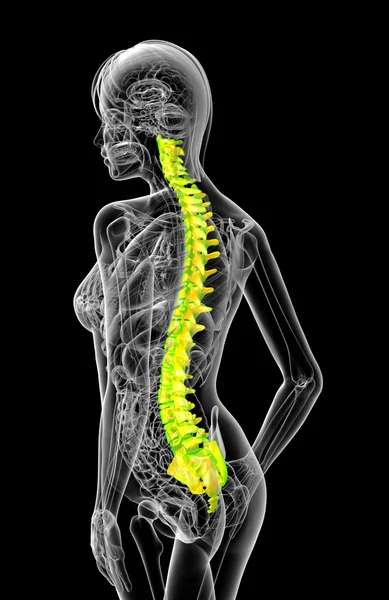 3d hacer ilustración médica de la columna vertebral humana — Foto de Stock