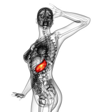 3D render Medikal illüstrasyon mide 