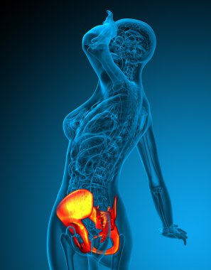 3D render Medikal illüstrasyon kalça 