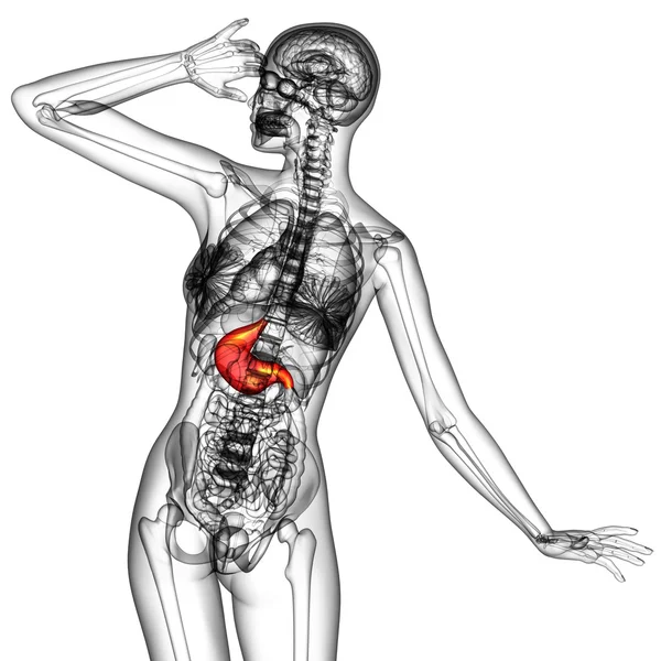 3d render medical illustration of the stomach — Stock Photo, Image