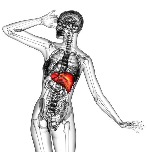 3D render medische illustratie van de menselijke lever — Stockfoto