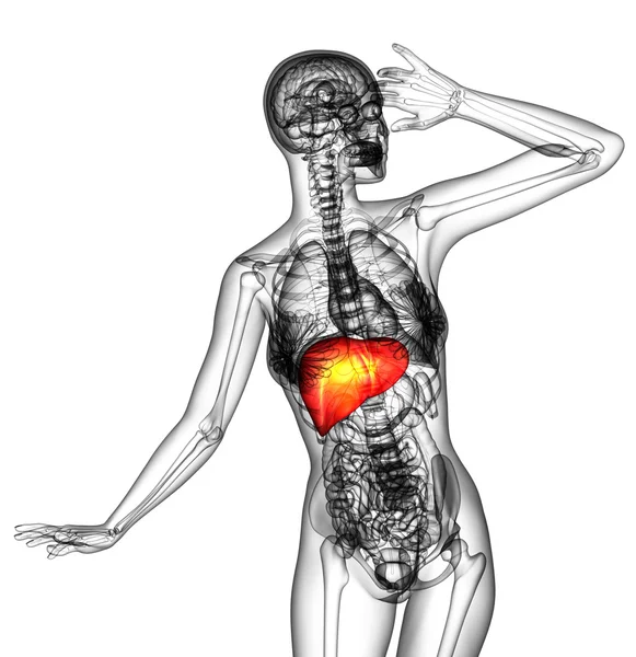 3d tornar ilustração médica do fígado humano — Fotografia de Stock