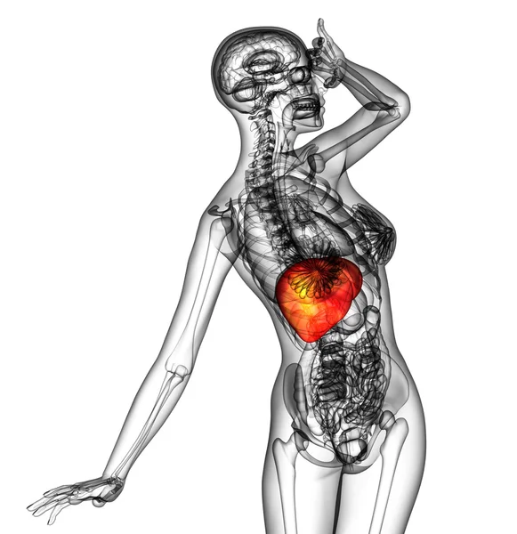 3D візуалізація медичної ілюстрації печінки людини — стокове фото