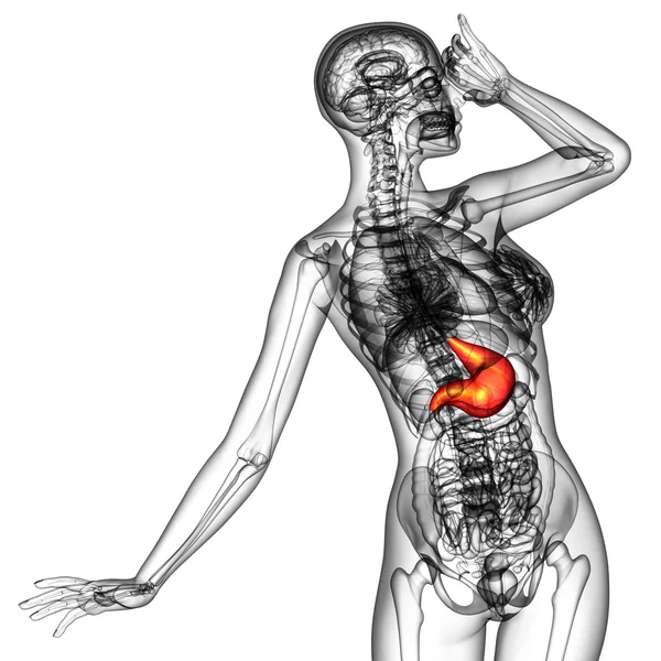 3d rendir ilustración médica del estómago —  Fotos de Stock