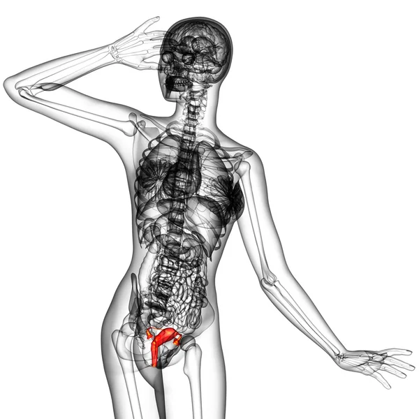 3D render Medikal illüstrasyon üreme sisteminin
