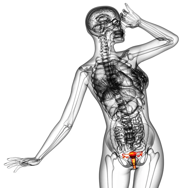 3D göra medicinsk illustration av det reproduktionssystemet — Stockfoto