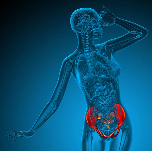 3d render medical illustration of the hip — Stock Photo, Image