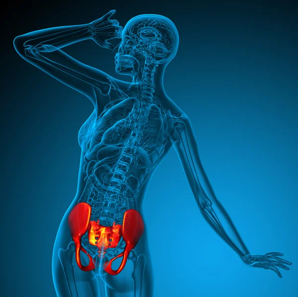 3d render medical illustration of the hip — Stock Photo, Image
