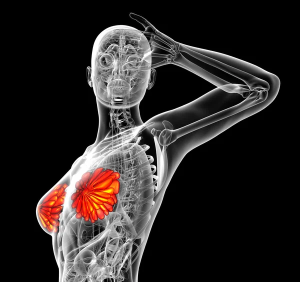 3d render medical illustration of the human breast — Stock Photo, Image