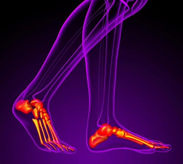 3d rendere illustrazione medica dell'osso dei piedi — Foto Stock