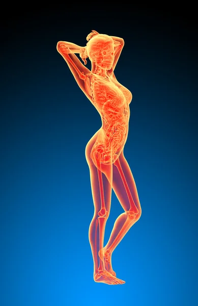 3d renderizar ilustração da anatomia feminina — Fotografia de Stock