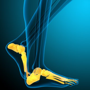 3D render Medikal illüstrasyon ayak kemik