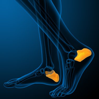 3D render illüstrasyon insan calcaneus kemik