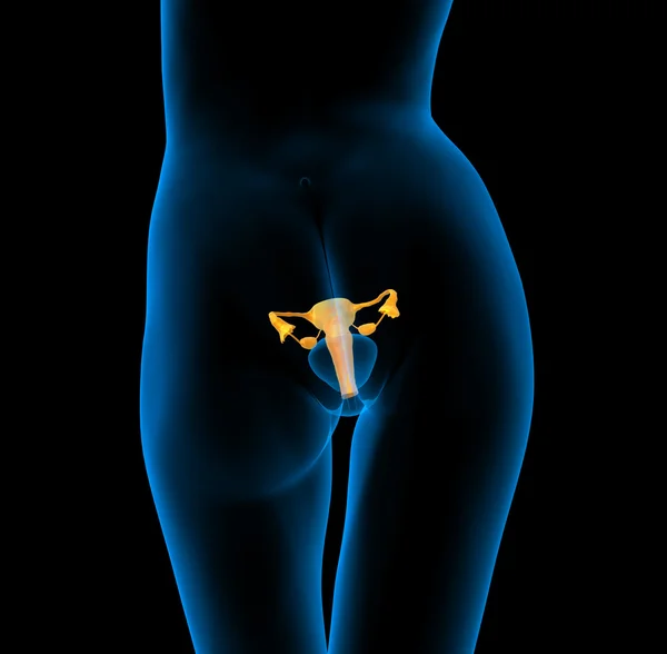 Picture: insides of human body | The human body - Stomach — Stock Photo