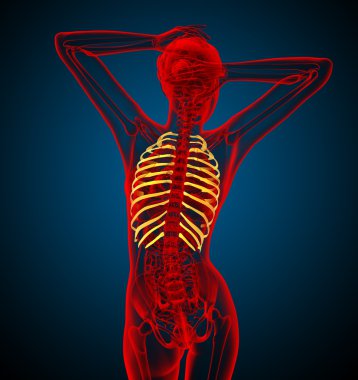 Göğüs kafesi 3D render tıbbi çizimi