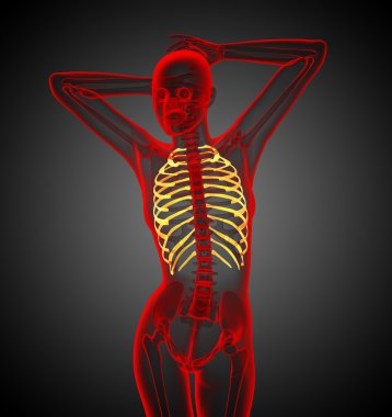 Göğüs kafesi 3D render tıbbi çizimi