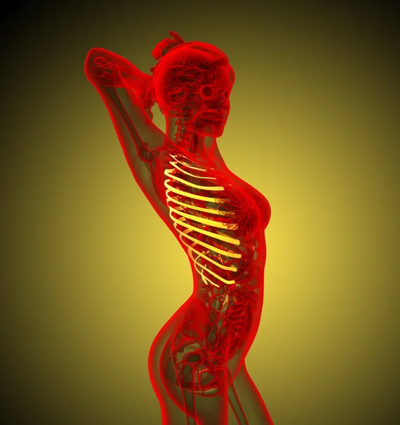 3D render medische illustratie van de ribbenkast — Stockfoto