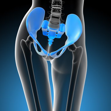 3d render medical illustration of the hip bone clipart