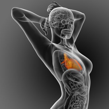 3D render Medikal illüstrasyon insan kalp 