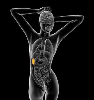 3D render Medikal illüstrasyon dalak 