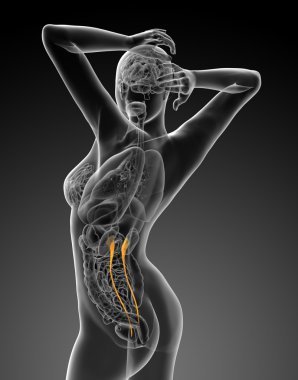 üreter 3D render tıbbi çizimi