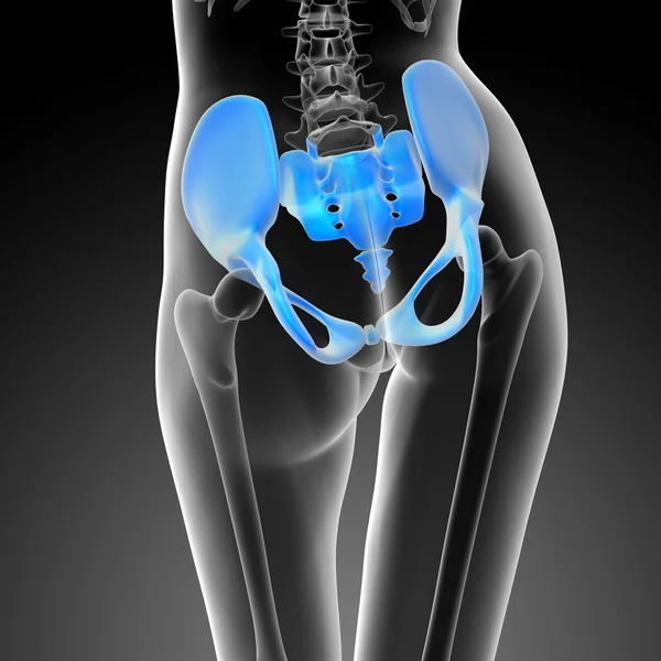 3d render medical illustration of the hip bone — Stock Photo, Image