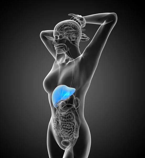 3d render medical illustration of the liver — Stock Photo, Image