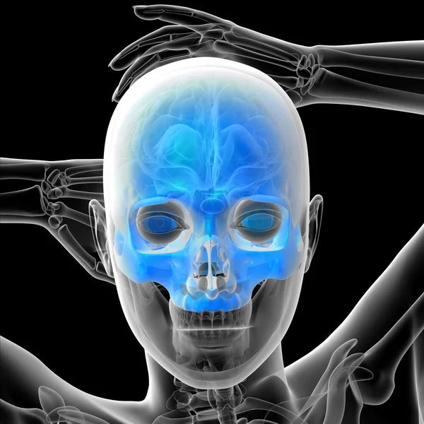 人間の頭蓋骨の 3 d レンダリングの医療イラスト — ストック写真