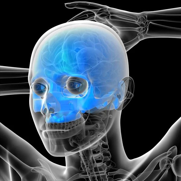3D Darstellung des menschlichen Schädels — Stockfoto