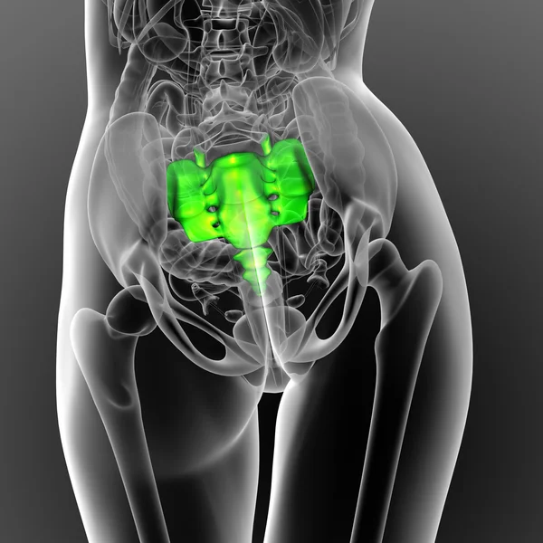 3d 渲染医学插图的骶骨骨 — 图库照片