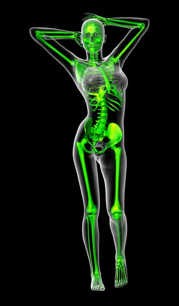 3D-Darstellung der medizinischen Darstellung des Skeletts — Stockfoto