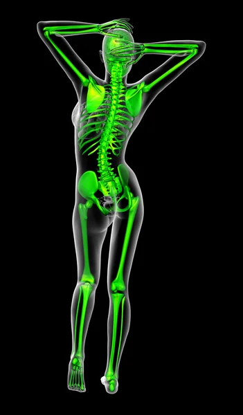 Iskeletin 3D render Medikal illüstrasyon — Stok fotoğraf